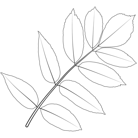 Ash Tree Leaf Coloring Page